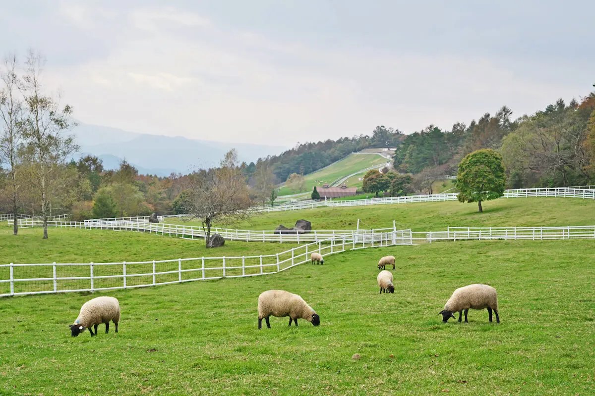 🏞️ 야마나시 현립 마키바 공원(山梨県立 まきば公園) 이미지 9